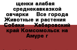 щенки алабая ( среднекавказкой овчарки) - Все города Животные и растения » Собаки   . Хабаровский край,Комсомольск-на-Амуре г.